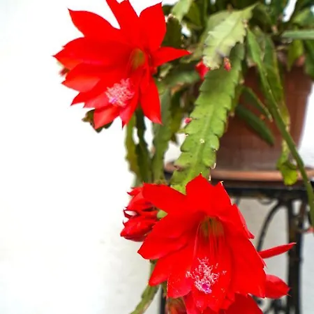 Malandri 2*